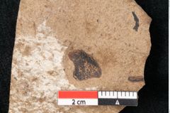 Foto (Detailansicht) von Araucaria sternbergii Goeppert (NHMW-GEO-2024-0188-8290)